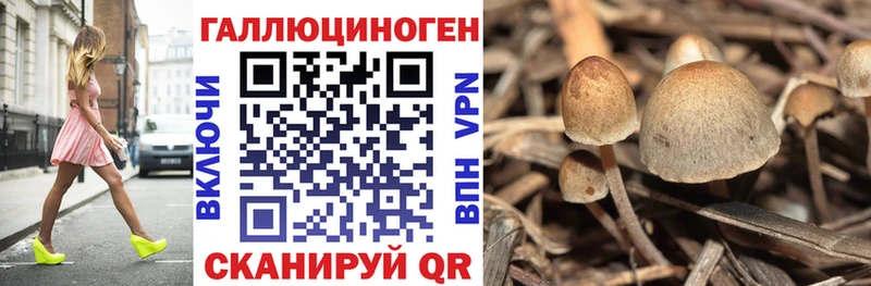 Галлюциногенные грибы Psilocybine cubensis  Рассказово 